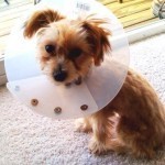 My Dog Has a Cone