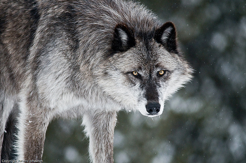 Jeremy Wheaton Photography at Flickr