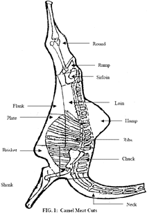 CamelMeat