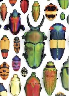 beetle excerpt