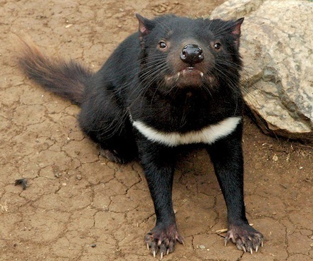 tasmanian devil