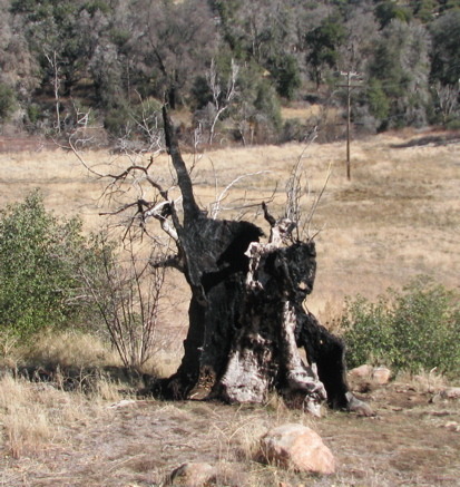 burnedtree