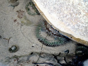 anemone 2