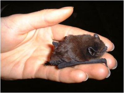 This pic from Worms and Germs Blog