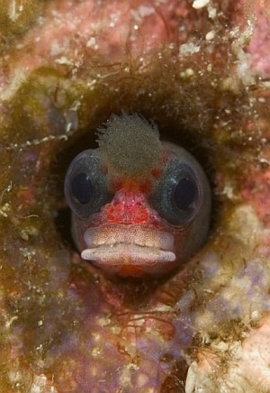 Sarcastic Fringehead
