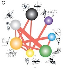 Bascompte web