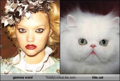 gemma ward Totally Looks Like this cat