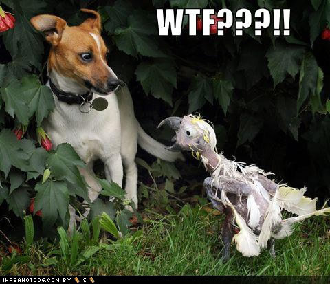 funny dog pictures wtf Of bald parrots and dogs