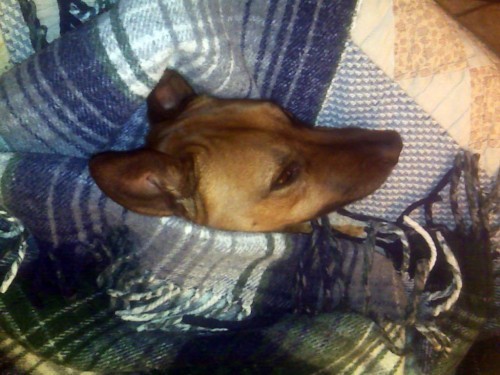 The Godfather Dog