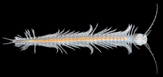 Speleonectes tulumensis600