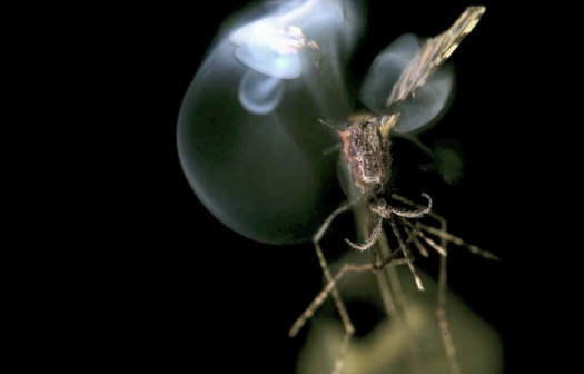 mosquito