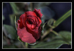Valentines Rose