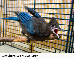 stellar's jay