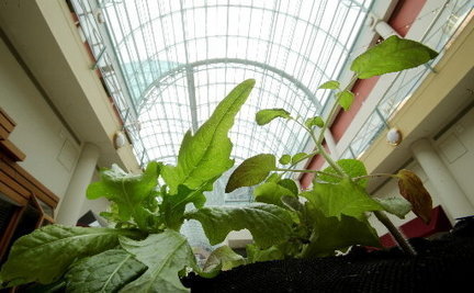 greenhouse