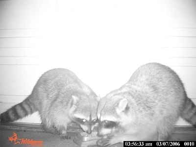 Raccoons