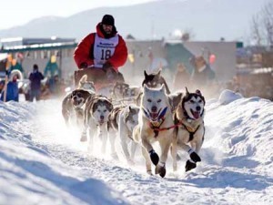 iditarod