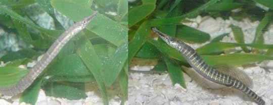 pipefish collage.001