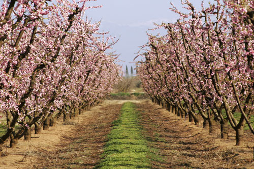 central valley