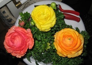 IMG_0487 crop