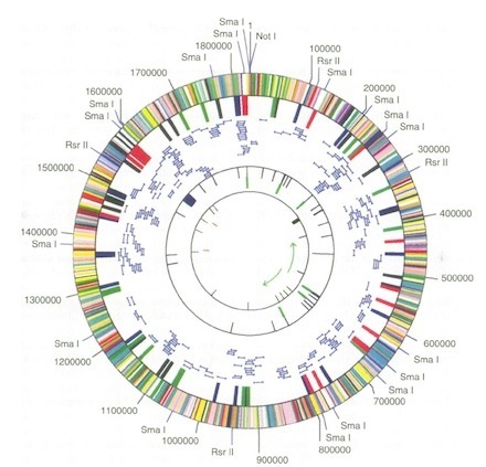 haemophilus genome 440