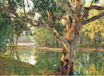 On the banks of the Murray River