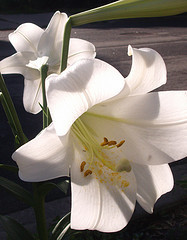 Lilies