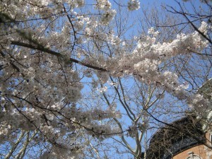 white blossoms -- it is spring!