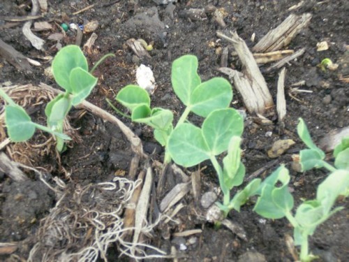 peas