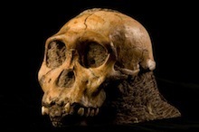 sediba