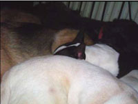 dogpile