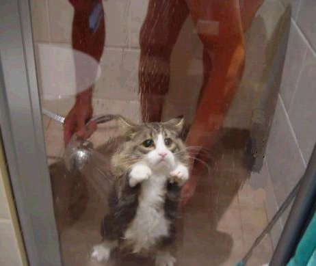 http://www.funnypictures.net.au/images/sad-cat-in-the-shower1.jpg