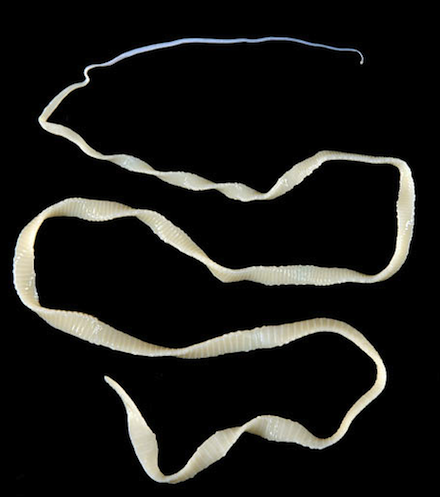 tapeworm