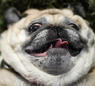 Pug