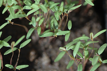 pigweed
