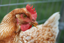 chicken