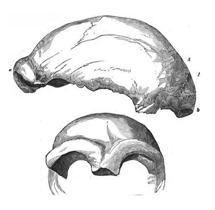 neanderthal 440