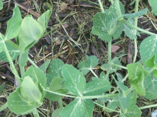thePeas