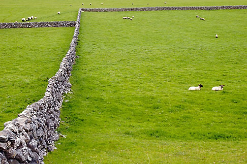4-900-870 stock photo of Ireland, Galway, Sheep in field with stone walls