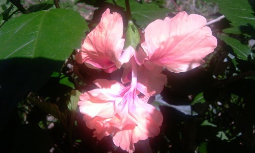 a grafted hibiscus 