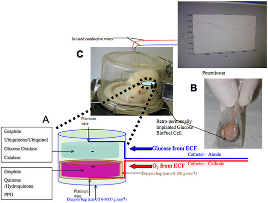 glucose fuel cell