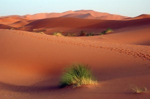 desert-landscape