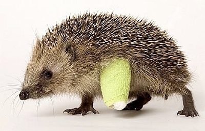 Injured Hedgehog