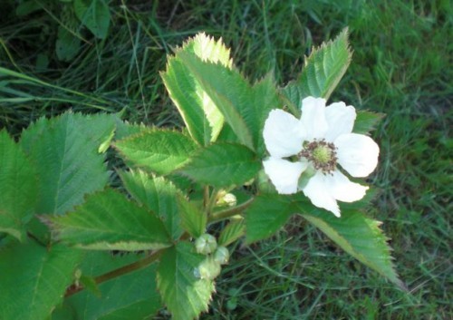 blackberryBloom