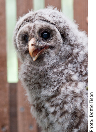 baby barred owl