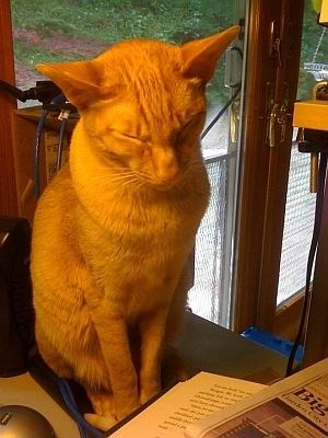 Jupiter Cat