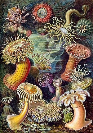 Slime Mold