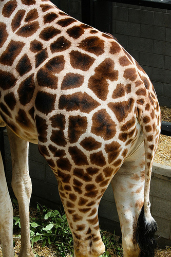 2214724069_062cc4a309