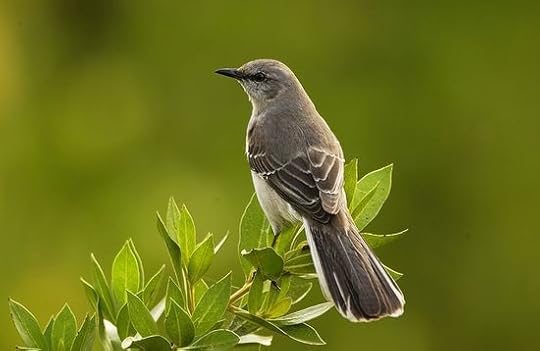 800px-Mimus_polyglottos1