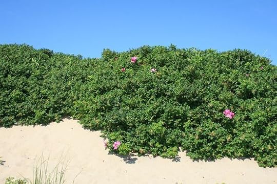 Summerroses