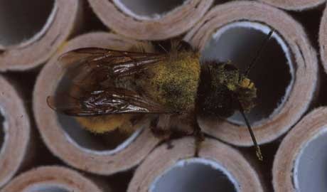 bee